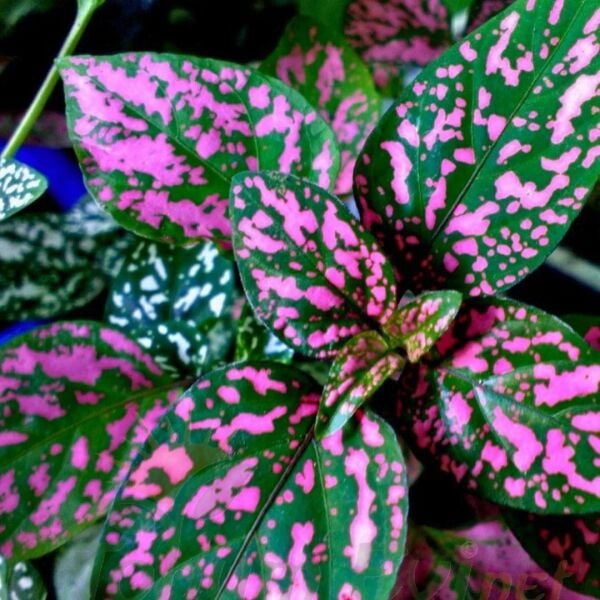 Hostes Çiçeği Fidesi Pembe - Hypoestes phyllostachya