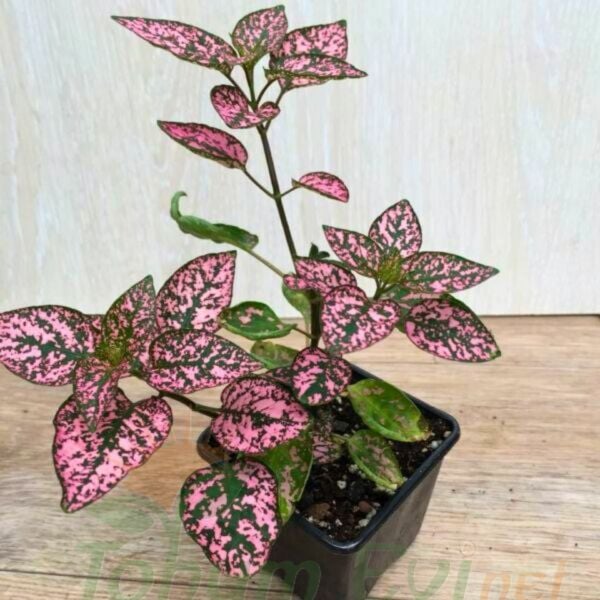 Hostes Çiçeği Fidesi Pembe - Hypoestes phyllostachya