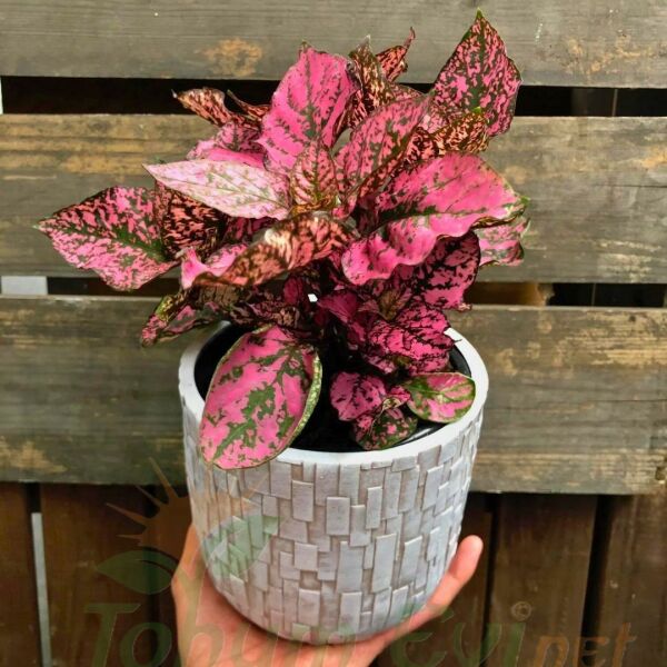 Hostes Çiçeği Fidesi Pembe - Hypoestes phyllostachya