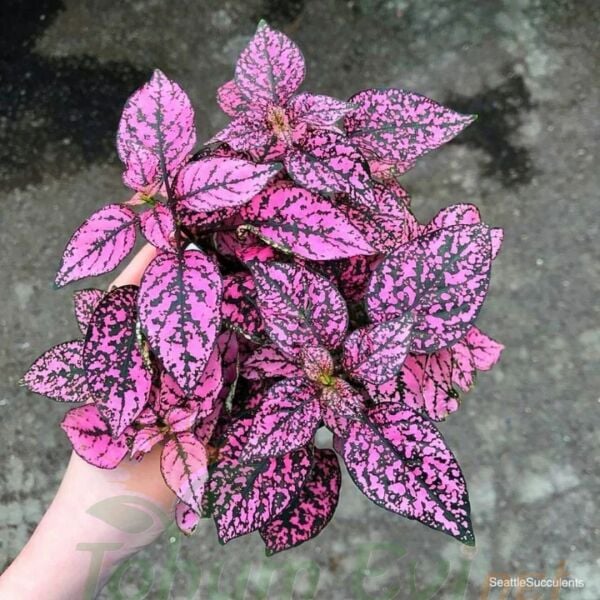 Hostes Çiçeği Fidesi Pembe - Hypoestes phyllostachya