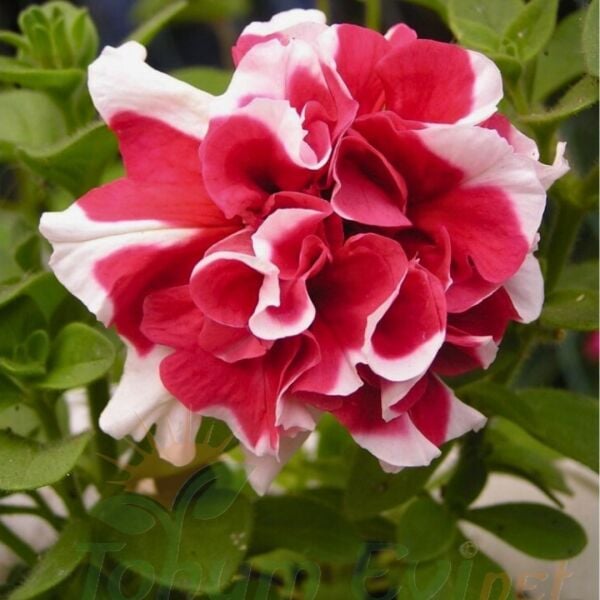 Petunya Tumbelina Fidesi Kırmızı Ebruli - Katlı Kokulu Sarkan