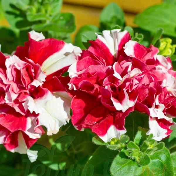 Petunya Tumbelina Fidesi Kırmızı Ebruli - Katlı Kokulu Sarkan