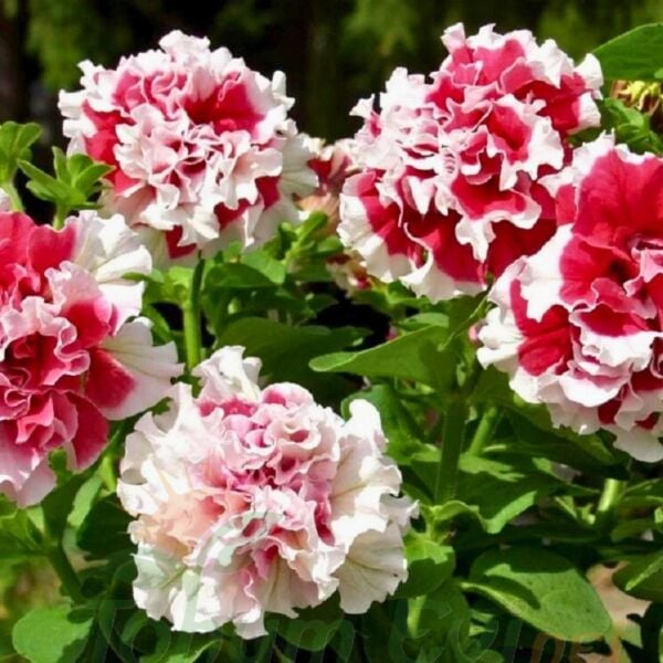 Petunya Tumbelina Fidesi Kırmızı Ebruli - Katlı Kokulu Sarkan