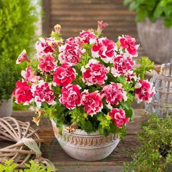 Petunya Tumbelina Fidesi Kırmızı Ebruli - Katlı Kokulu Sarkan