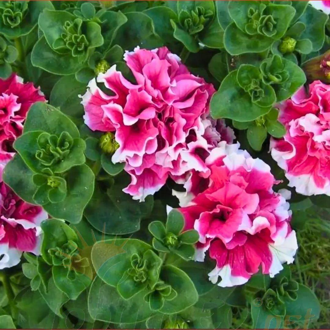 Petunya Tumbelina Fidesi Pembe Ebruli - Katlı Kokulu Sarkan