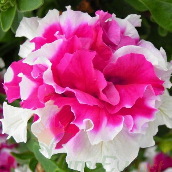 Petunya Tumbelina Fidesi Pembe Ebruli - Katlı Kokulu Sarkan