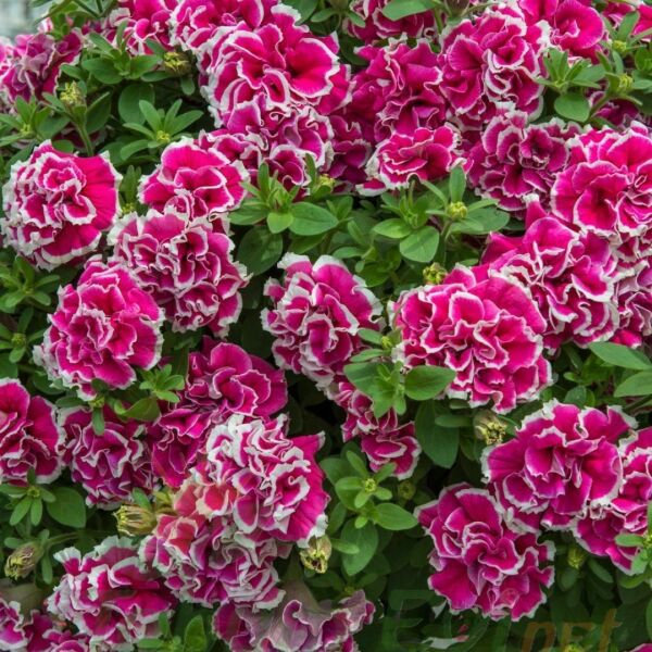 Petunya Tumbelina Fidesi Pembe Ebruli - Katlı Kokulu Sarkan