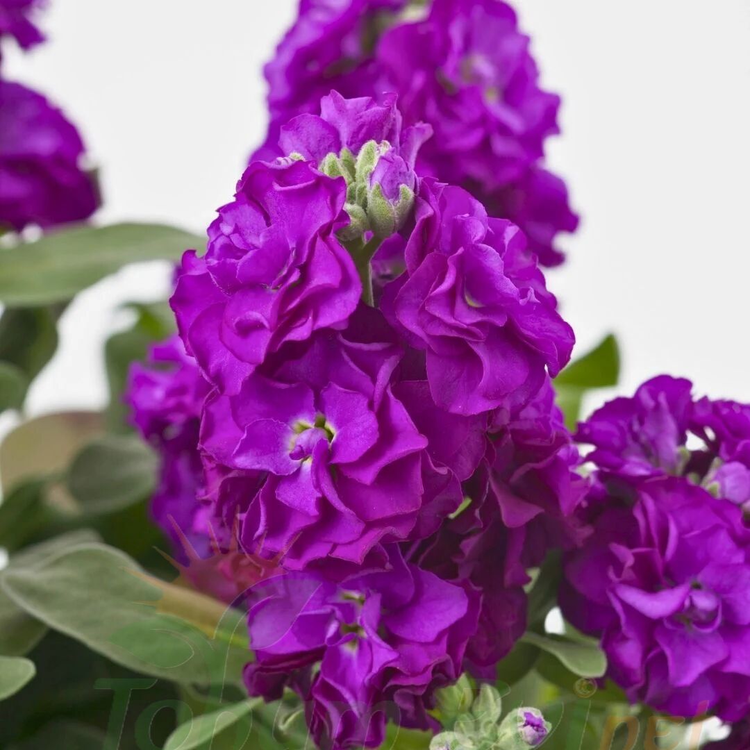 ﻿Şebboy Çiçeği Fidesi Kokulu Mor - Matthiola Incana