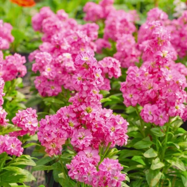 ﻿Şebboy Çiçeği Fidesi Kokulu Pembe - Matthiola Incana