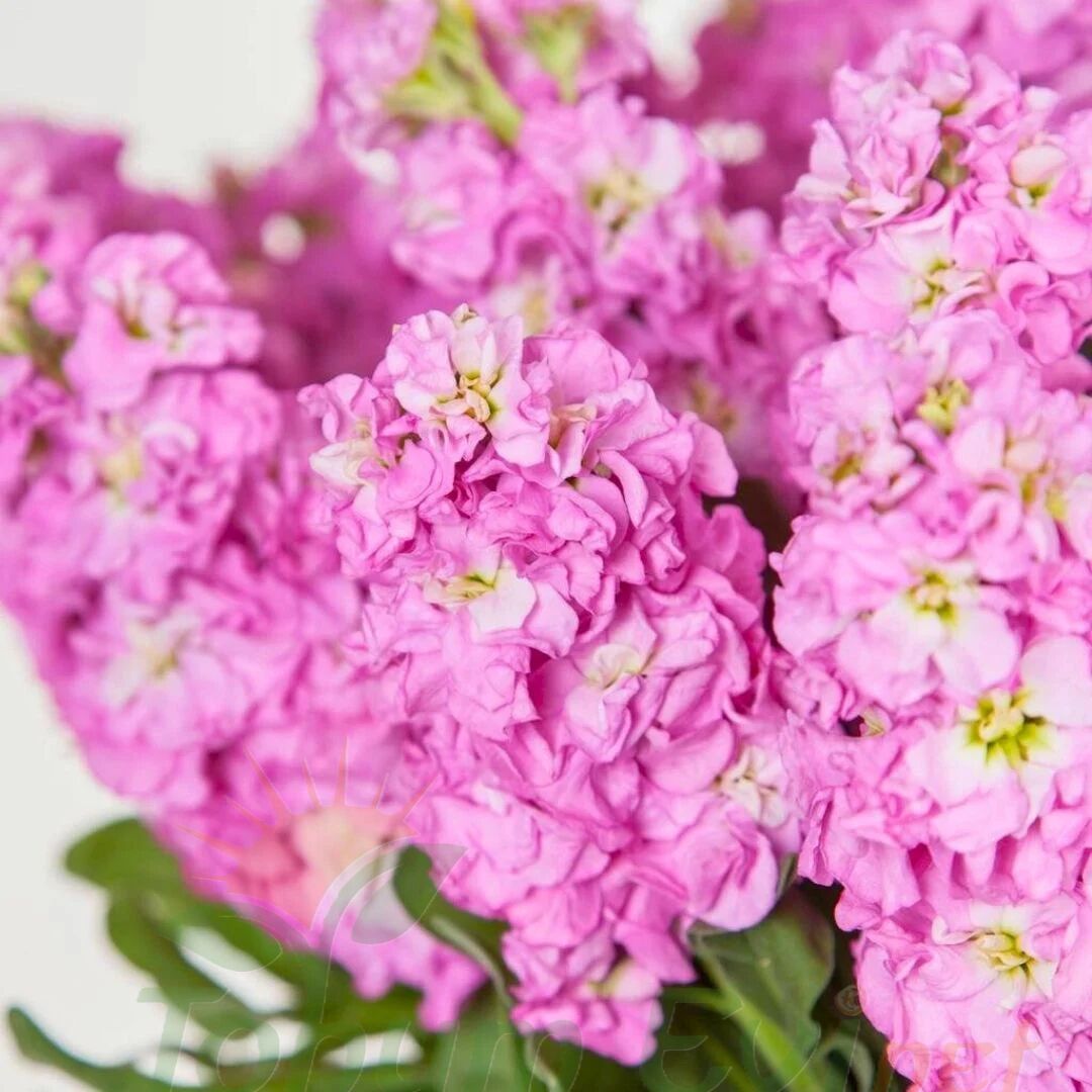 ﻿Şebboy Çiçeği Fidesi Kokulu Pembe - Matthiola Incana