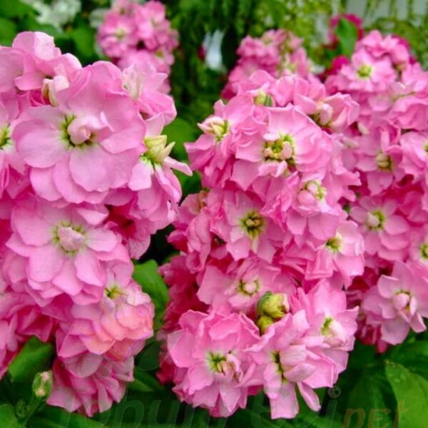 ﻿Şebboy Çiçeği Fidesi Kokulu Pembe - Matthiola Incana