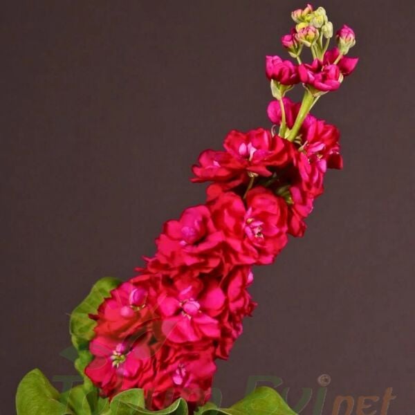 ﻿Şebboy Çiçeği Fidesi Kokulu Kırmızı - Matthiola Incana