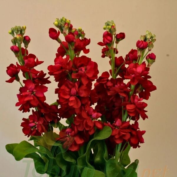 ﻿Şebboy Çiçeği Fidesi Kokulu Kırmızı - Matthiola Incana