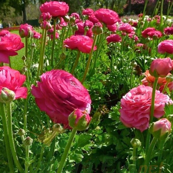 Pembe Şakayık çiçeği Fidesi – Acem Düğün Çiçeği