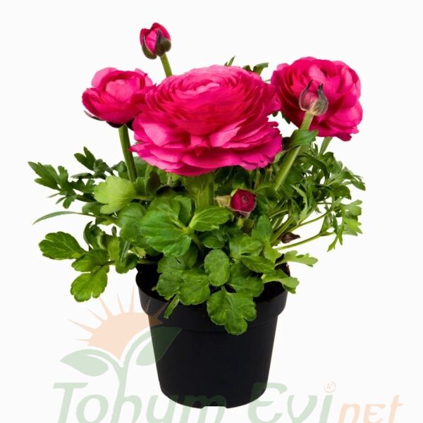 Pembe Şakayık çiçeği Fidesi – Acem Düğün Çiçeği