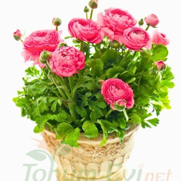 Pembe Şakayık çiçeği Fidesi – Acem Düğün Çiçeği