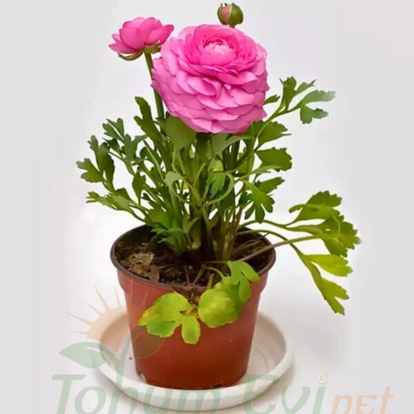 Pembe Şakayık çiçeği Fidesi – Acem Düğün Çiçeği