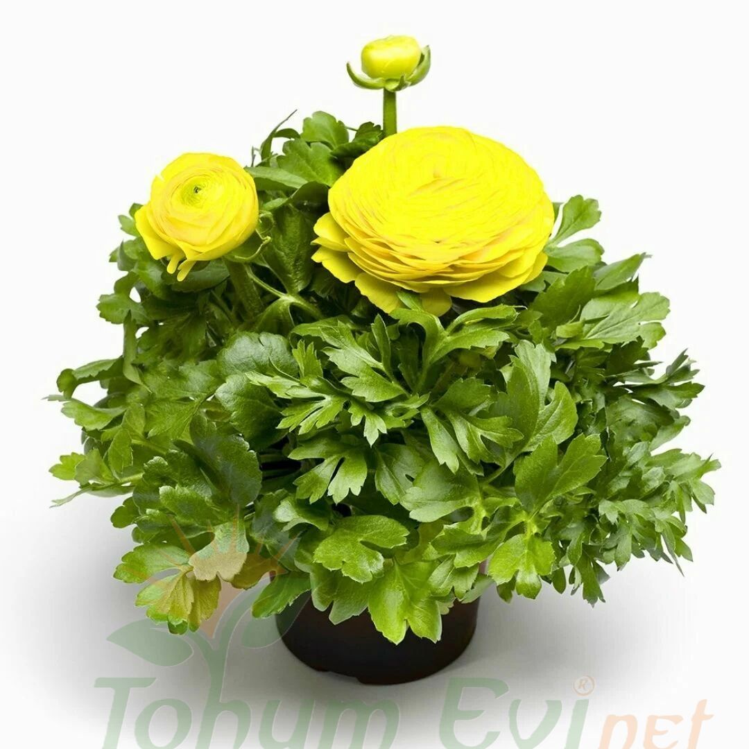 Sarı Şakayık çiçeği Fidesi – Acem Düğün Çiçeği