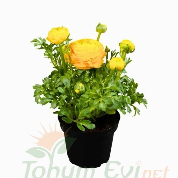 Sarı Şakayık çiçeği Fidesi – Acem Düğün Çiçeği