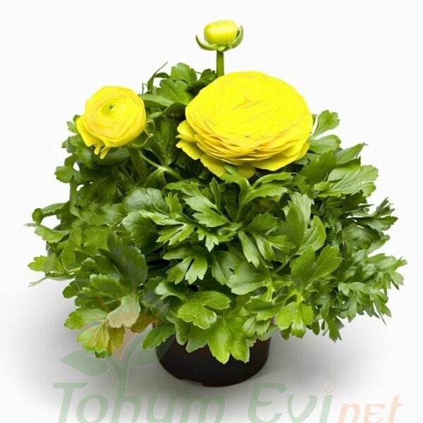 Sarı Şakayık çiçeği Fidesi – Acem Düğün Çiçeği