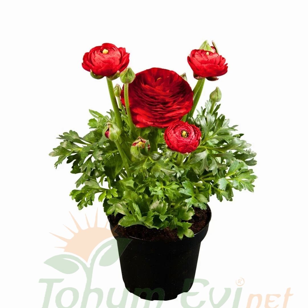 Kırmızı Şakayık çiçeği Fidesi – Acem Düğün Çiçeği