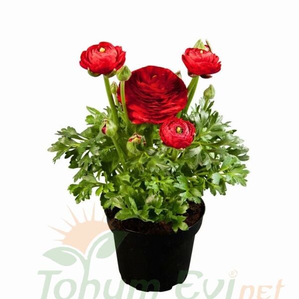 Kırmızı Şakayık çiçeği Fidesi – Acem Düğün Çiçeği