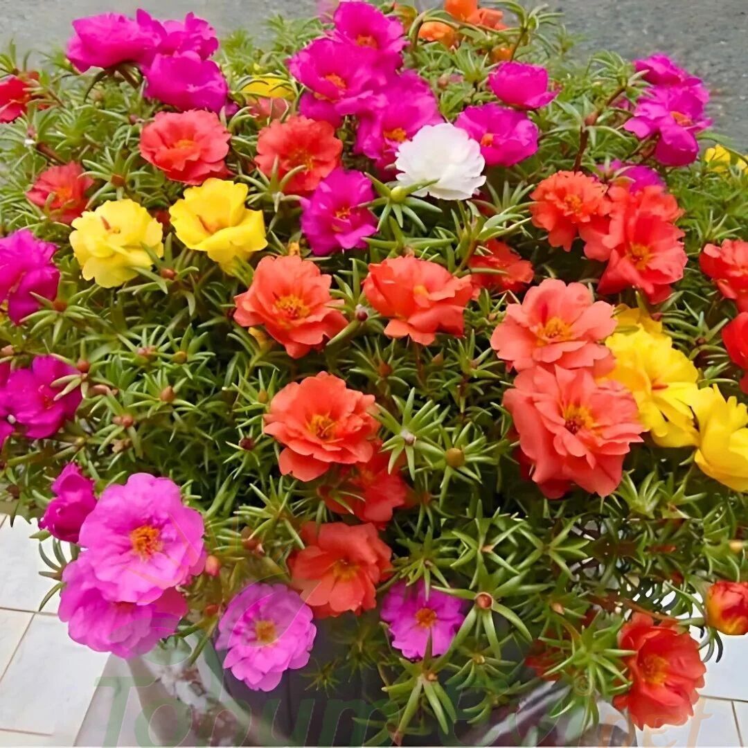 İpek Çiçeği - Katmerli Kedi Tırnağı Fidesi - Portulaca Grendifloradiye