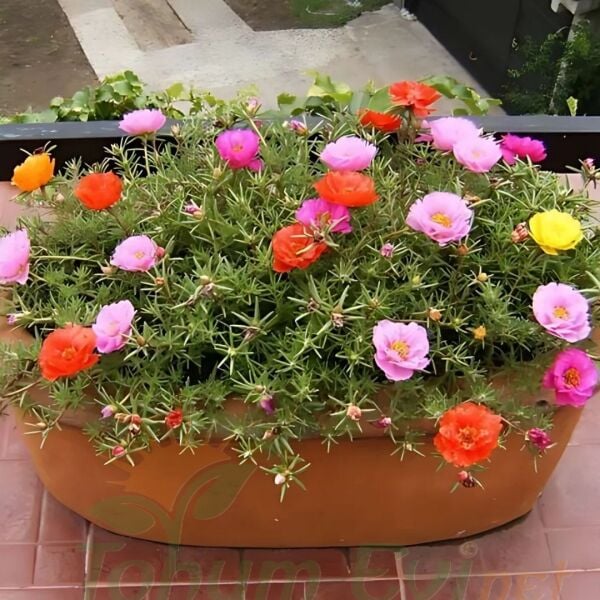 İpek Çiçeği - Katmerli Kedi Tırnağı Fidesi - Portulaca Grendifloradiye