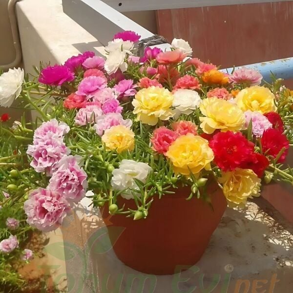 İpek Çiçeği - Katmerli Kedi Tırnağı Fidesi - Portulaca Grendifloradiye