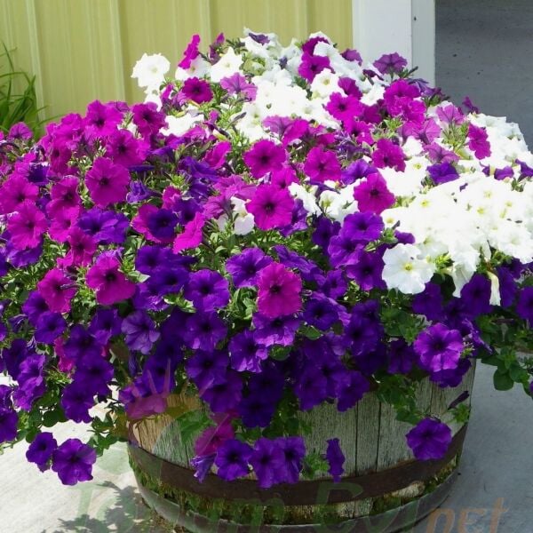 Tam Sarkan Petunya Fidesi Mix- Surfinia Trailing Flag