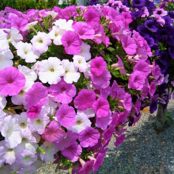 Tam Sarkan Petunya Fidesi Mix- Surfinia Trailing Flag