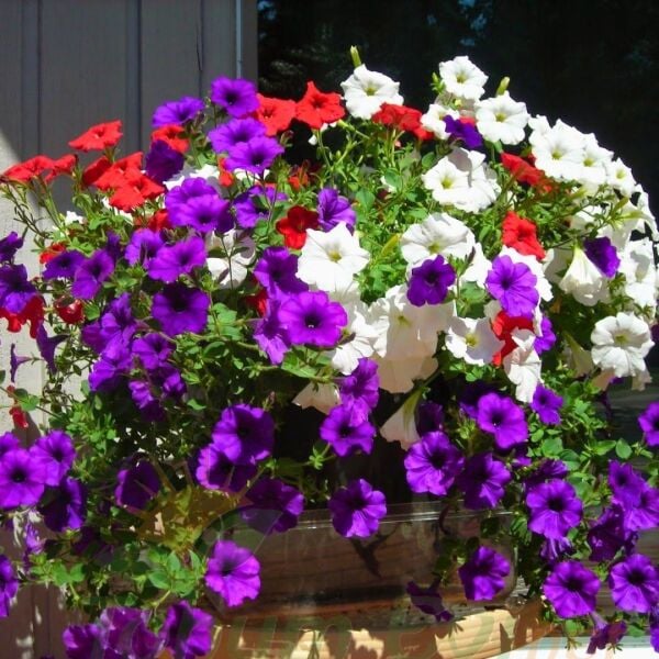 Tam Sarkan Petunya Fidesi Mix- Surfinia Trailing Flag