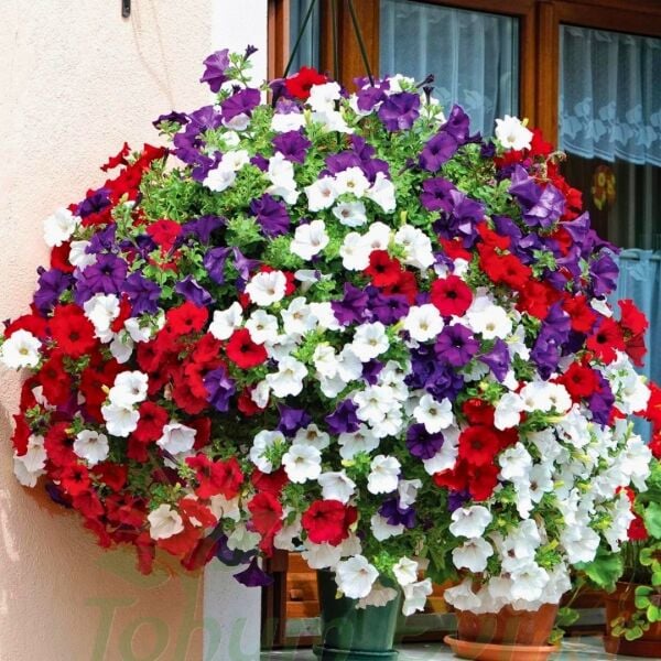 Tam Sarkan Petunya Fidesi Mix- Surfinia Trailing Flag