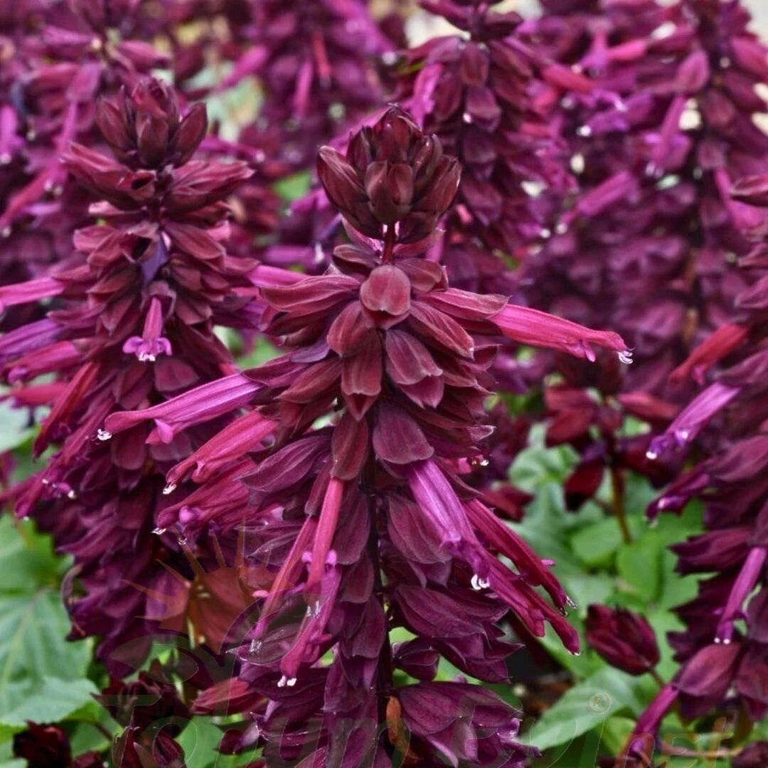 ﻿Ateş Çiçeği Fidesi Mor - Salvia Splendens - Kızıl Adaçayı