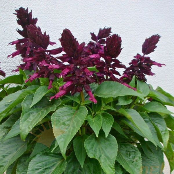﻿Ateş Çiçeği Fidesi Mor - Salvia Splendens - Kızıl Adaçayı