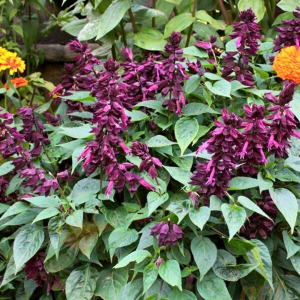 ﻿Ateş Çiçeği Fidesi Mor - Salvia Splendens - Kızıl Adaçayı