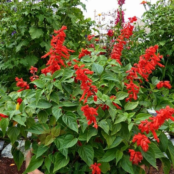 ﻿Ateş Çiçeği Fidesi Kırmızı - Salvia Splendens - Kızıl Adaçayı
