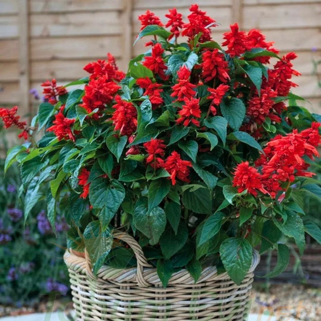 ﻿Ateş Çiçeği Fidesi Kırmızı - Salvia Splendens - Kızıl Adaçayı