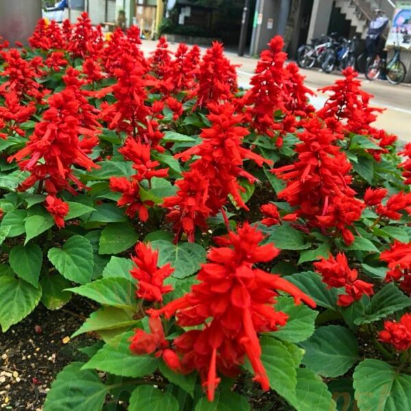 ﻿Ateş Çiçeği Fidesi Kırmızı - Salvia Splendens - Kızıl Adaçayı