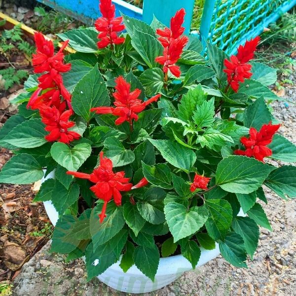 ﻿Ateş Çiçeği Fidesi Kırmızı - Salvia Splendens - Kızıl Adaçayı