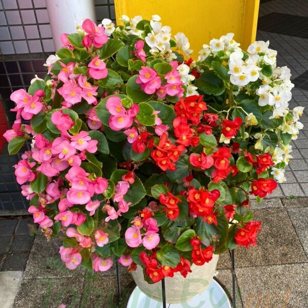 Begonya - Fuşya - Küçük Hanım Çiçeği Fidesi - begonia