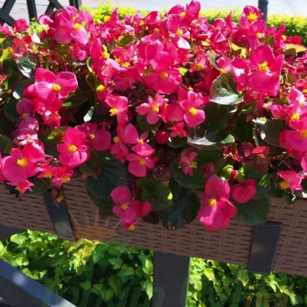 Begonya - Fuşya - Küçük Hanım Çiçeği Fidesi - begonia