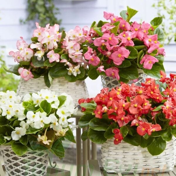 Begonya - Pembe - Küçük Hanım Çiçeği Fidesi - begonia