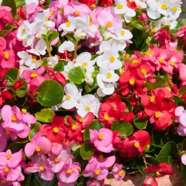 Begonya - Pembe - Küçük Hanım Çiçeği Fidesi - begonia