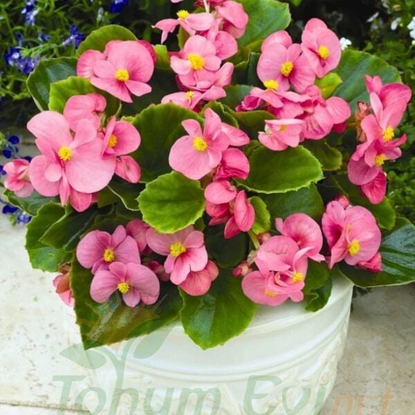 Begonya - Pembe - Küçük Hanım Çiçeği Fidesi - begonia