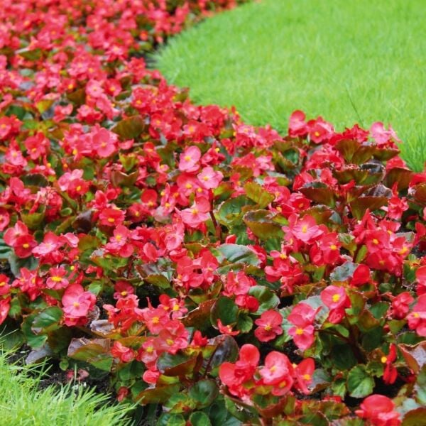 Begonya - Kırmızı - Küçük Hanım Çiçeği Fidesi - begonia