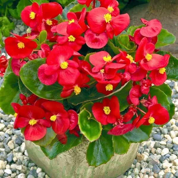 Begonya - Kırmızı - Küçük Hanım Çiçeği Fidesi - begonia