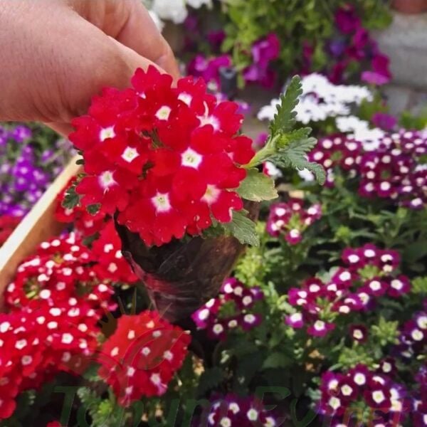 Yer Minesi Çiçeği – Verbena Fidesi