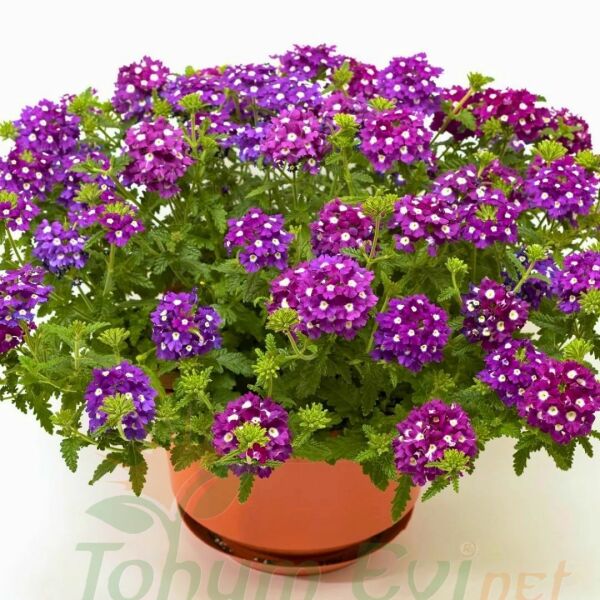 Yer Minesi Çiçeği – Verbena Fidesi