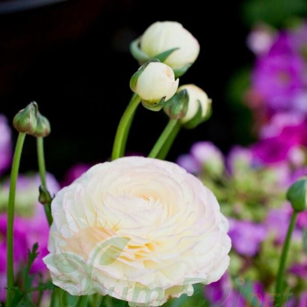 Beyaz Şakayık çiçeği Fidesi – Acem Düğün Çiçeği